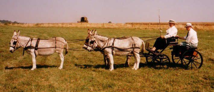 Donkey carriage